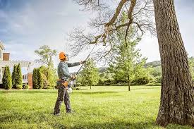 Reliable Davidson, NC Tree Care Services Solutions